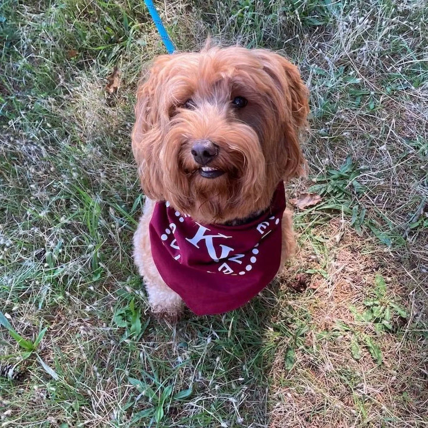 Tailgate, a dog friendly hike &amp; tasting