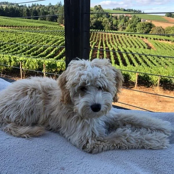 Happy Hour: Pet-Friendly Happy Hour