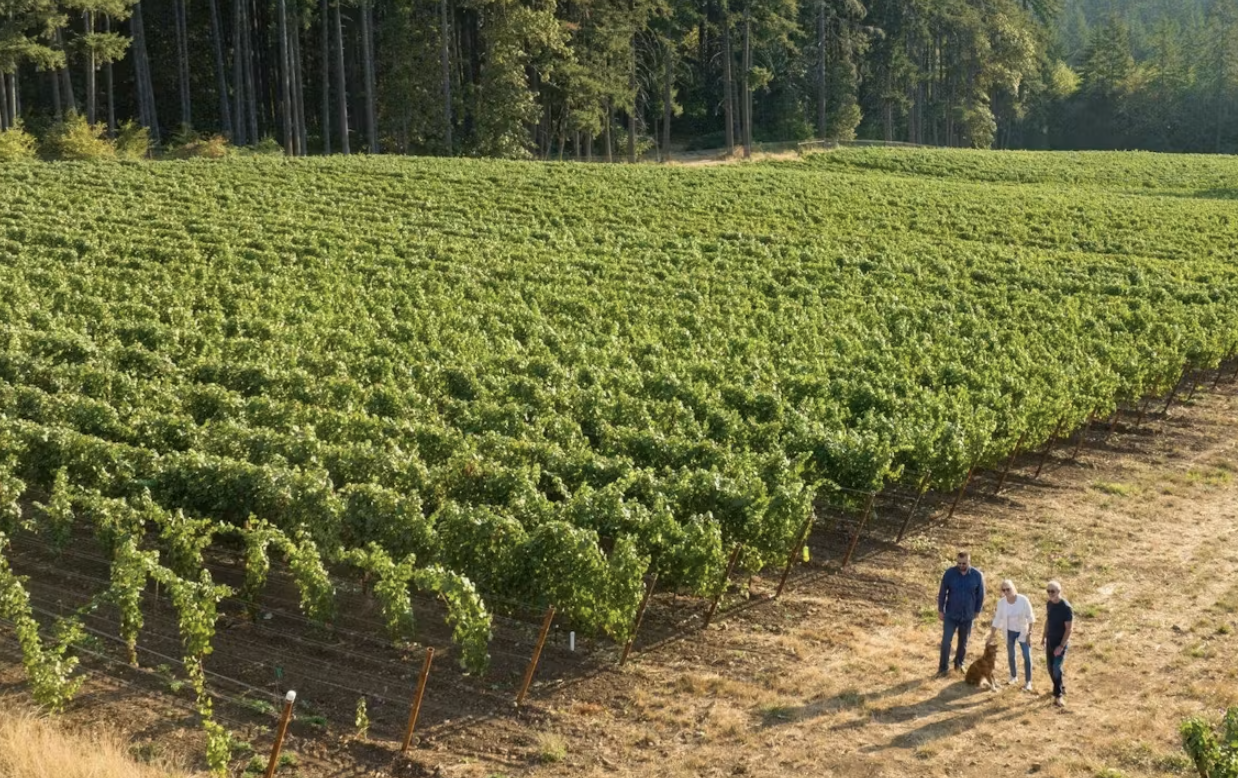 Harvest Vineyard Walk and Lunch