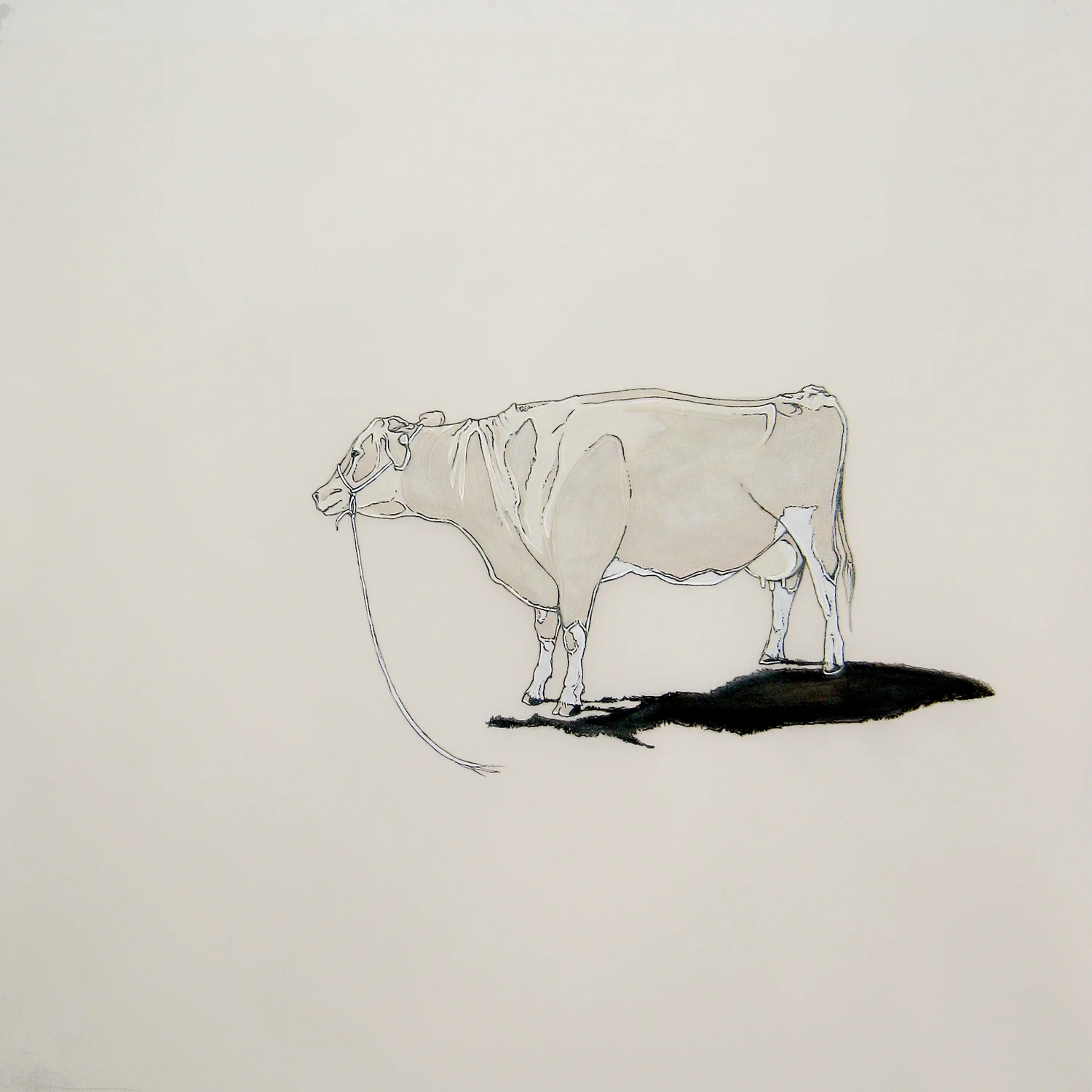 vaca perdida : 2012