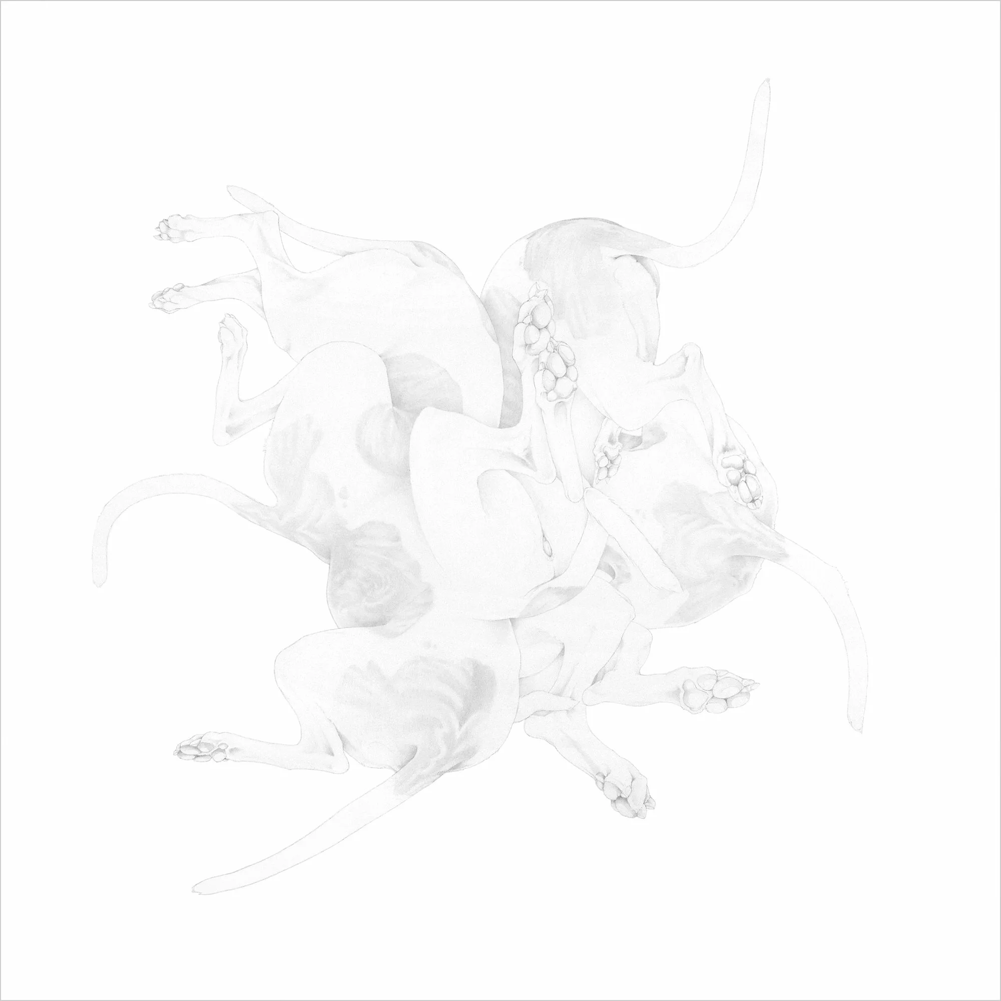roll over : 2019