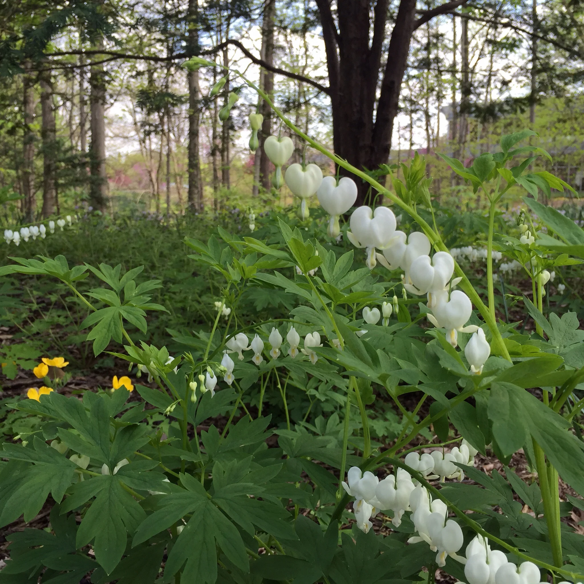 White Bleeding Hearts