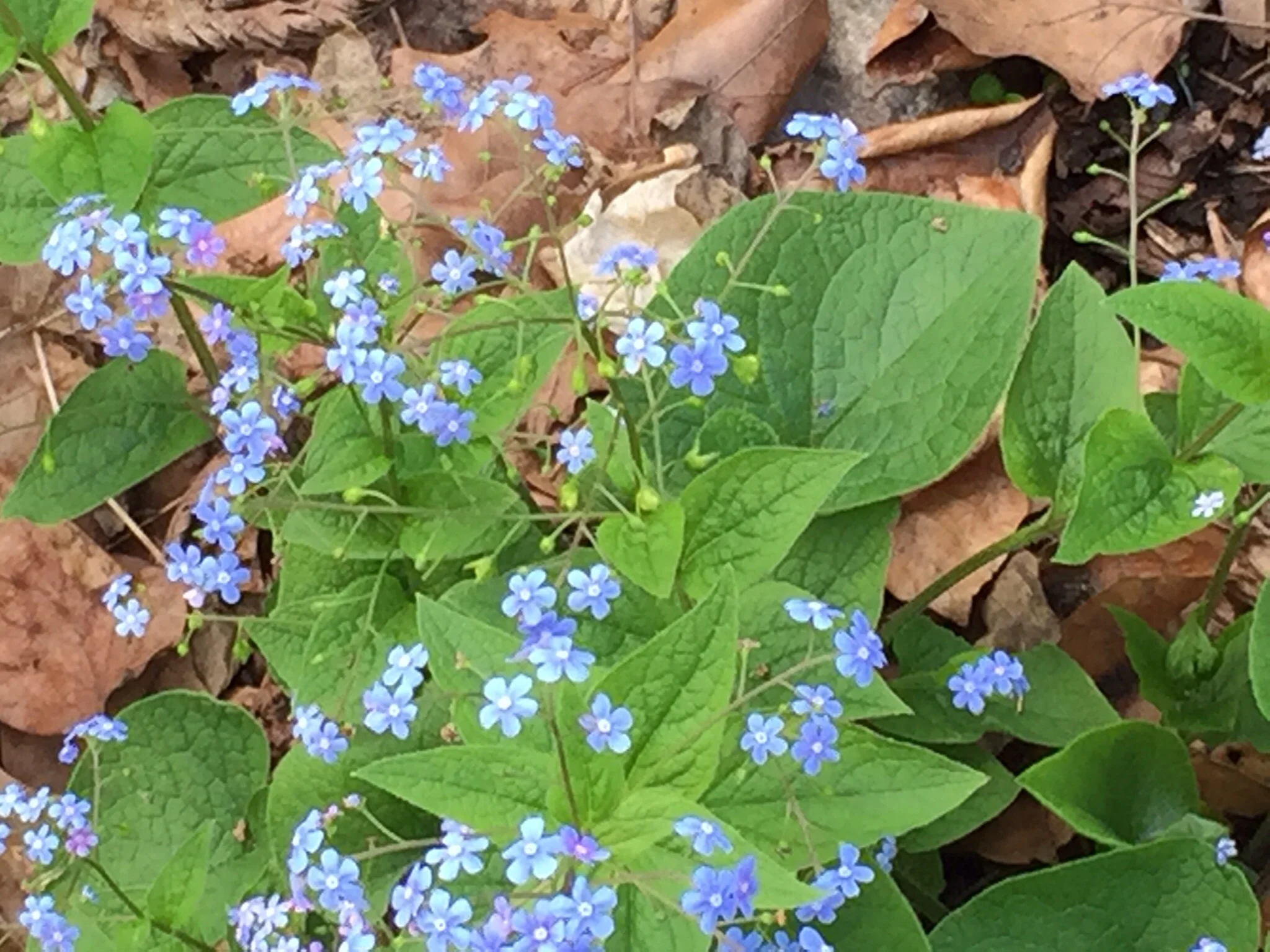Forget Me Nots