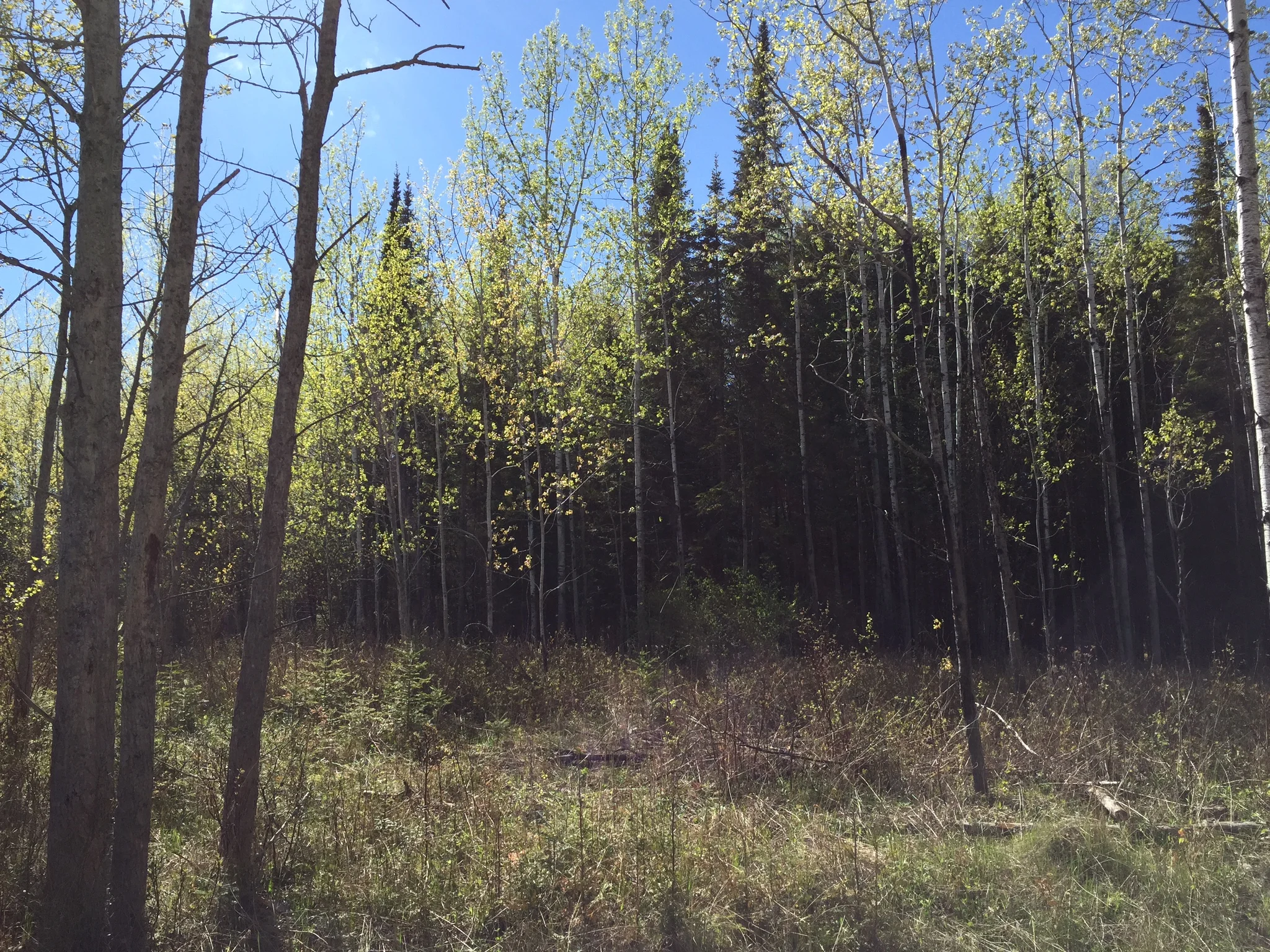 Another Opening ... Another Show!