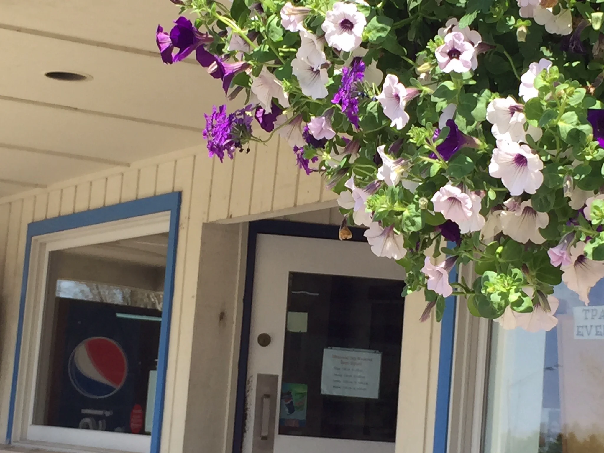 Love those purple petunias ...