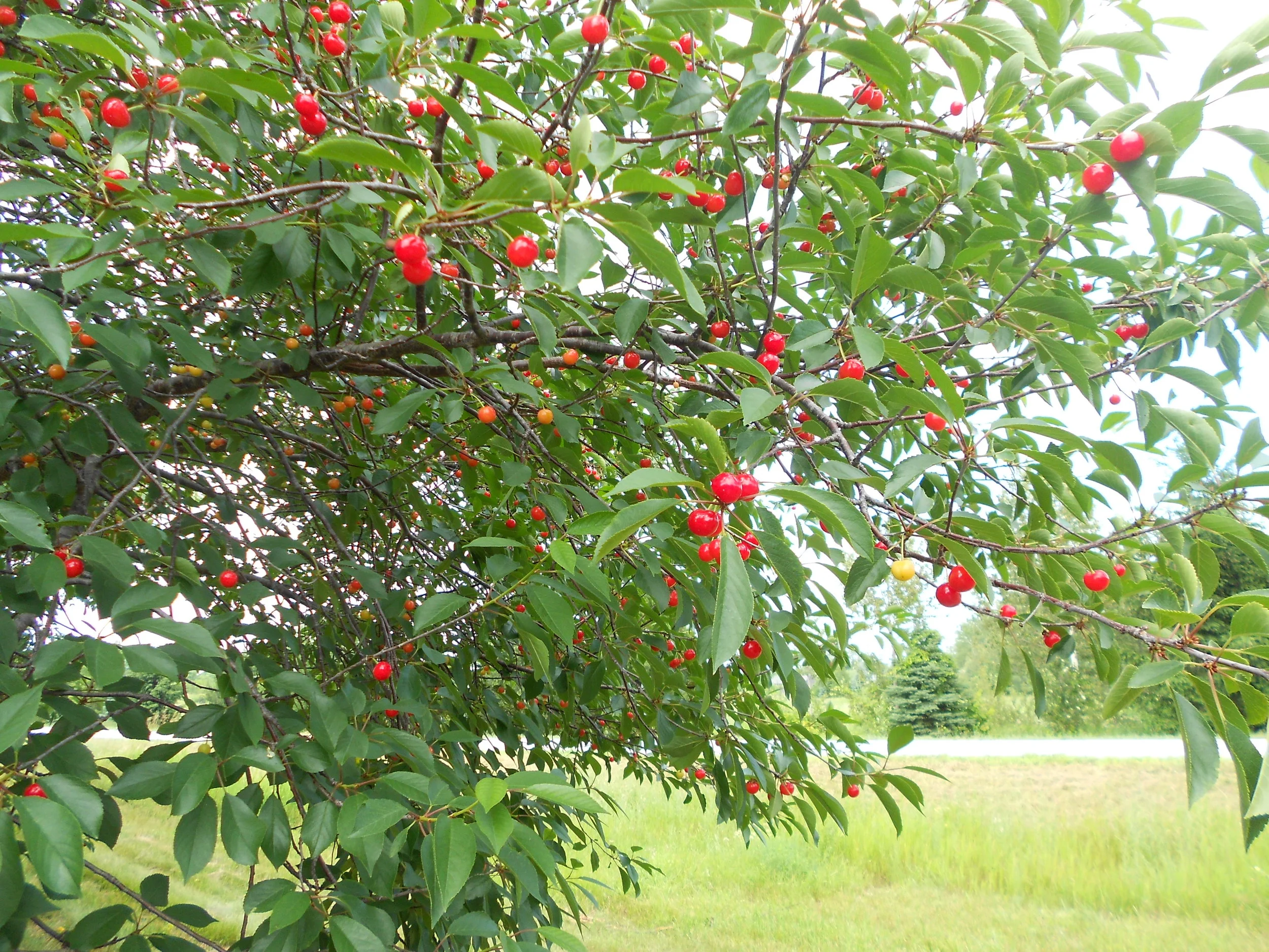 Must not forget to take a look at those lovely orchards. It's cherry picking time in Door County!