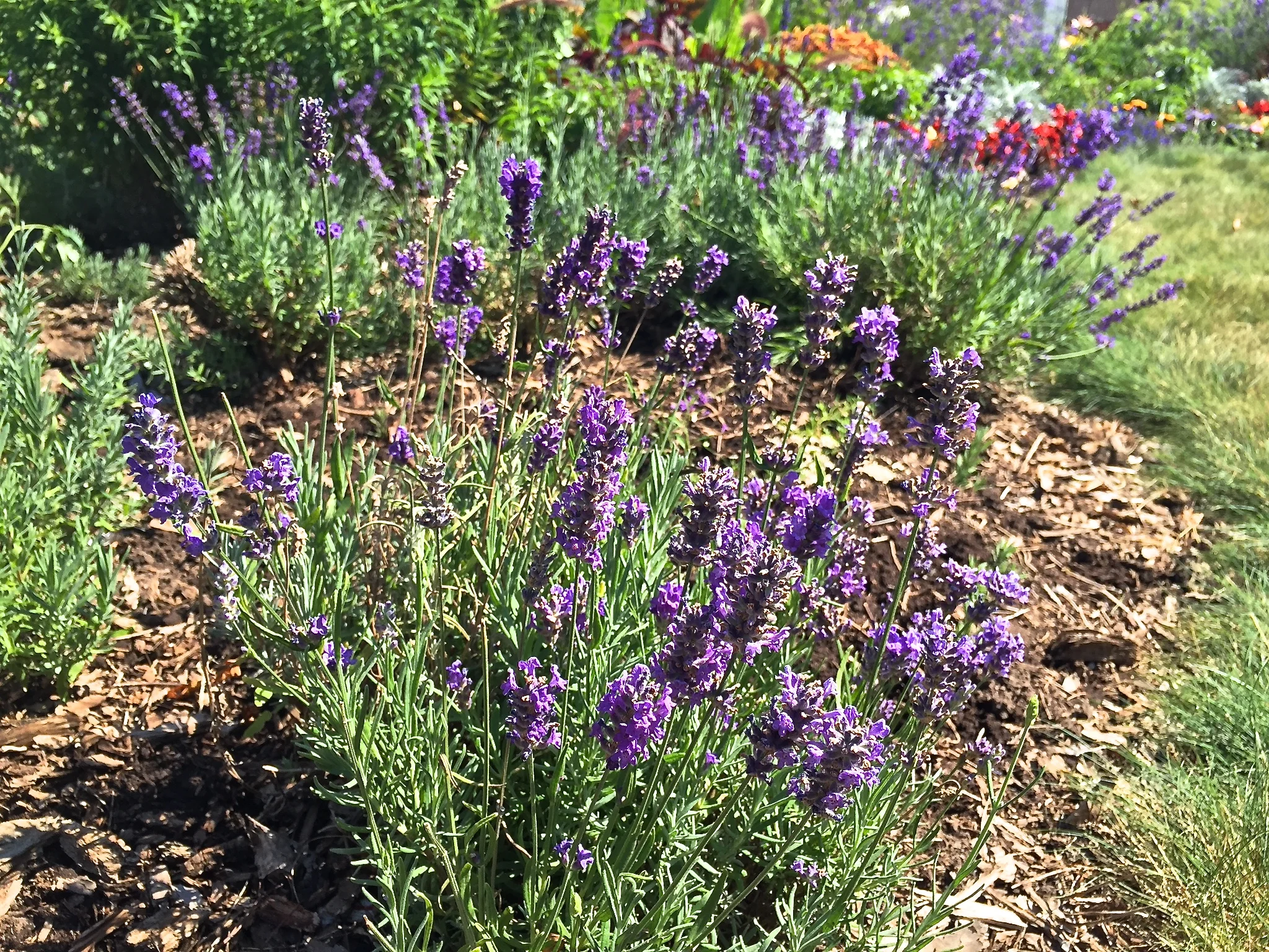 In recent years, a veritable Lavender District has developed on the Island! This weekend we celebrate with a three day Lavender Festival at Fragrant Isle - food, instructional sessions, activities for all ages. At Historic Island Dairy , one can view a graphic arts gallery and a shop of lavender products. The first lavender farm established on the Island, Glenella on Michigan Road, sports the English variety.