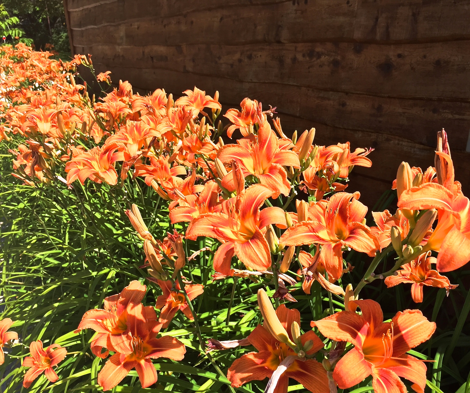 Sometimes, just letting ones eyes rest on traditional day lilies can serve as a refresh.
