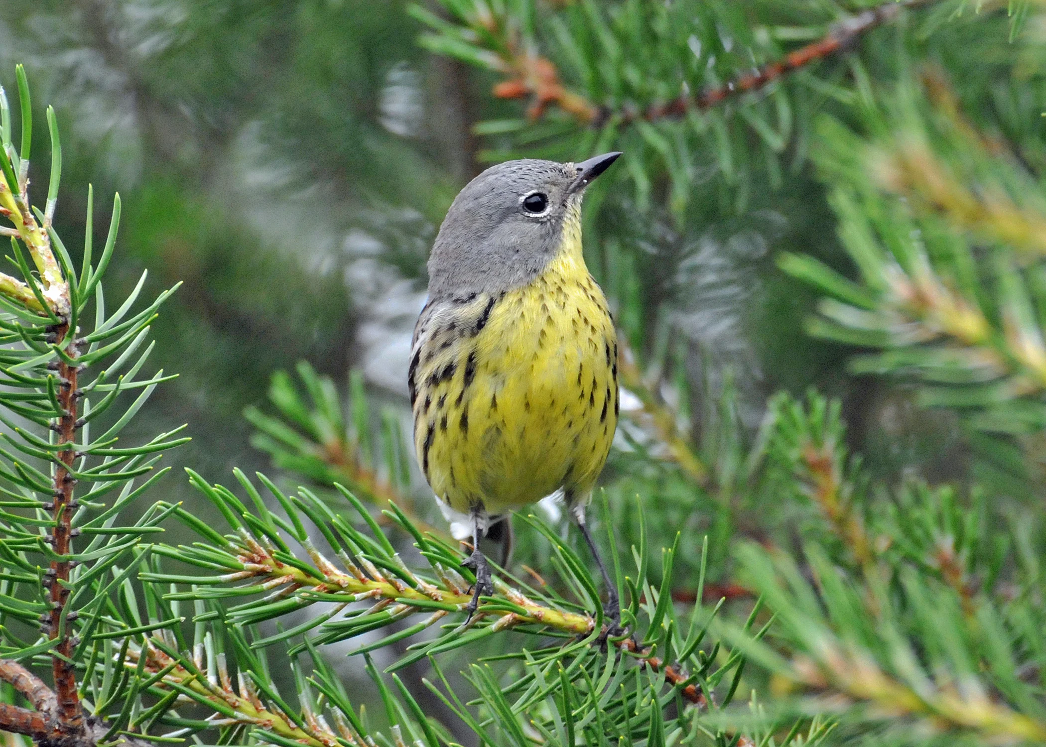 photo: Joel Trick/USFWS