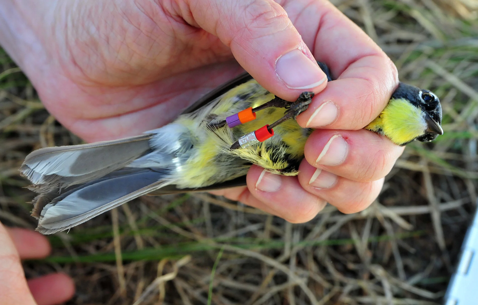 photo: Joel Trick/USFWS