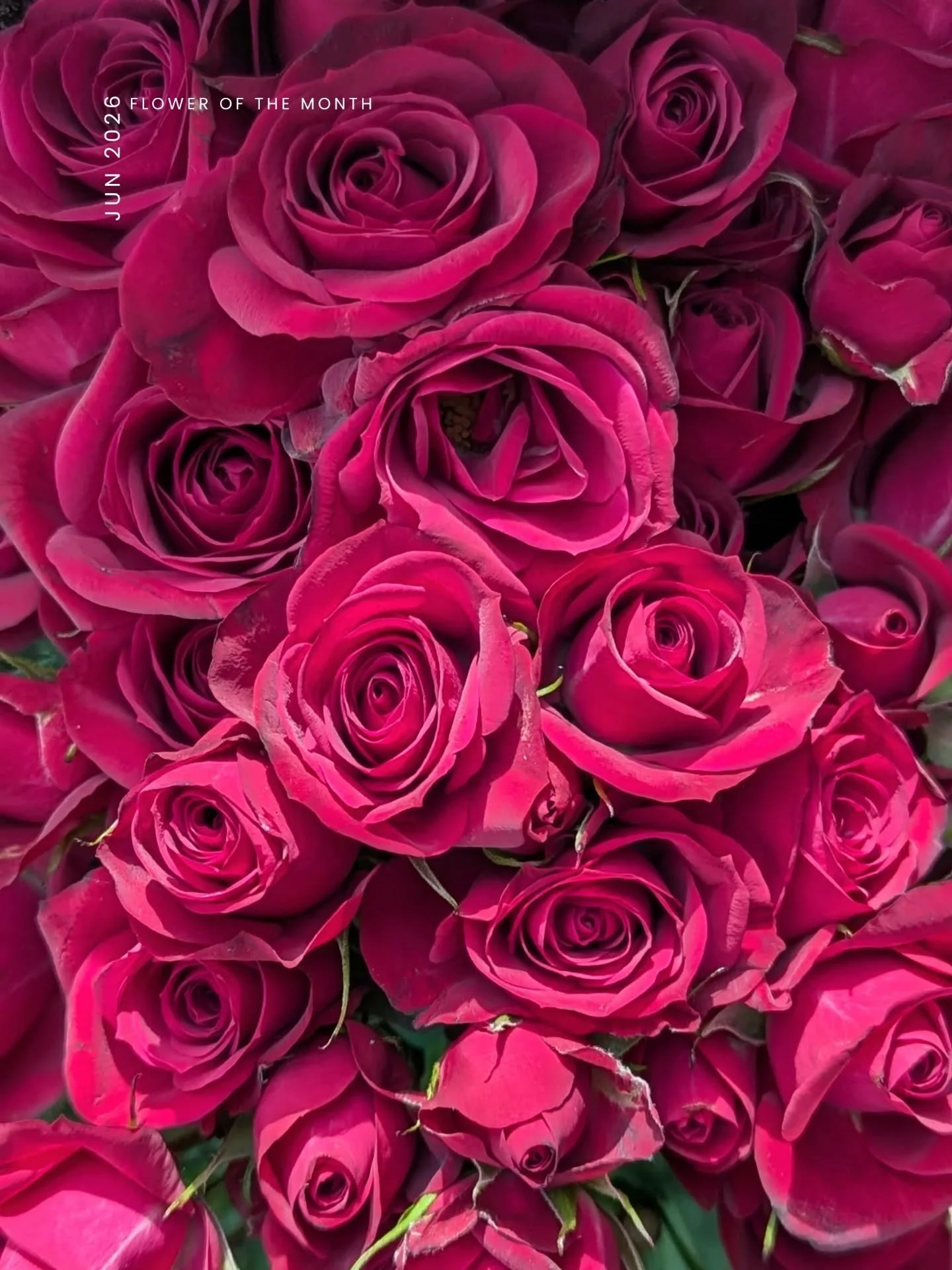 PIN A ROSE | The birthflower of June is the rose (+ honeysuckle)! 

So many cultures have a connection to this flower, it is cultivated or native across much of the globe (Britannica).

I love them.
