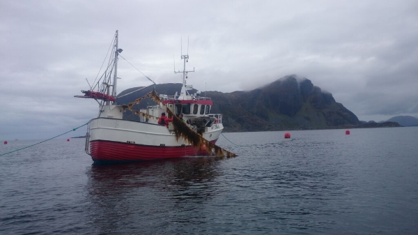 Den lokale bedrifta Seaweed AS , høstar her tare frå eit taredyrkingsanlegg levert av Værlandet Fiskeredskap AS.