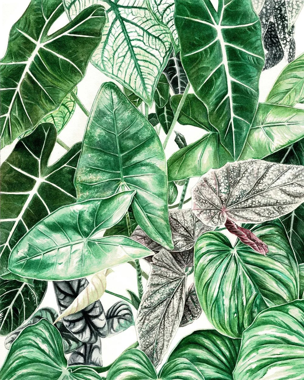 LeafStudy_web.jpg.webp