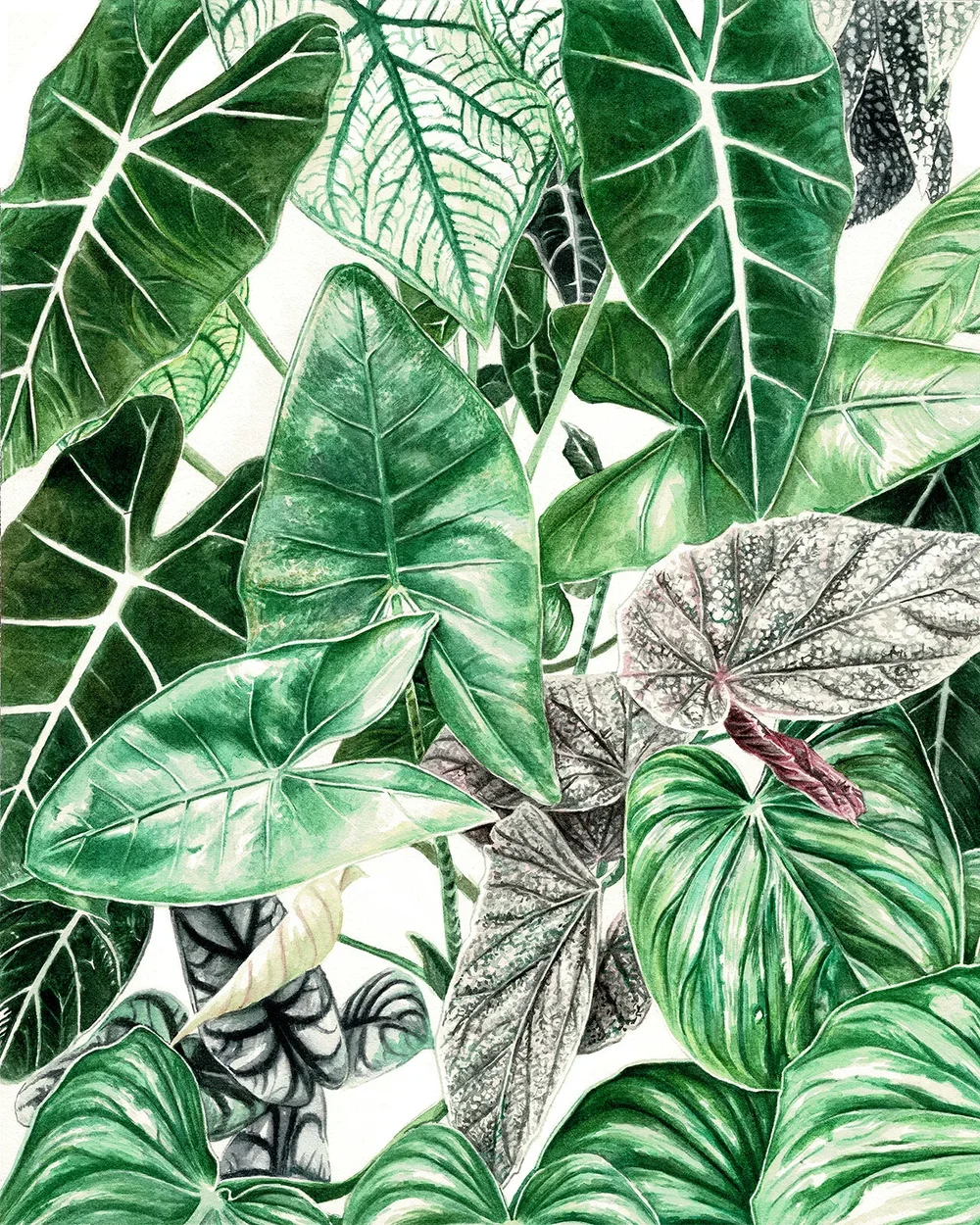 LeafStudy_web.jpg.webp