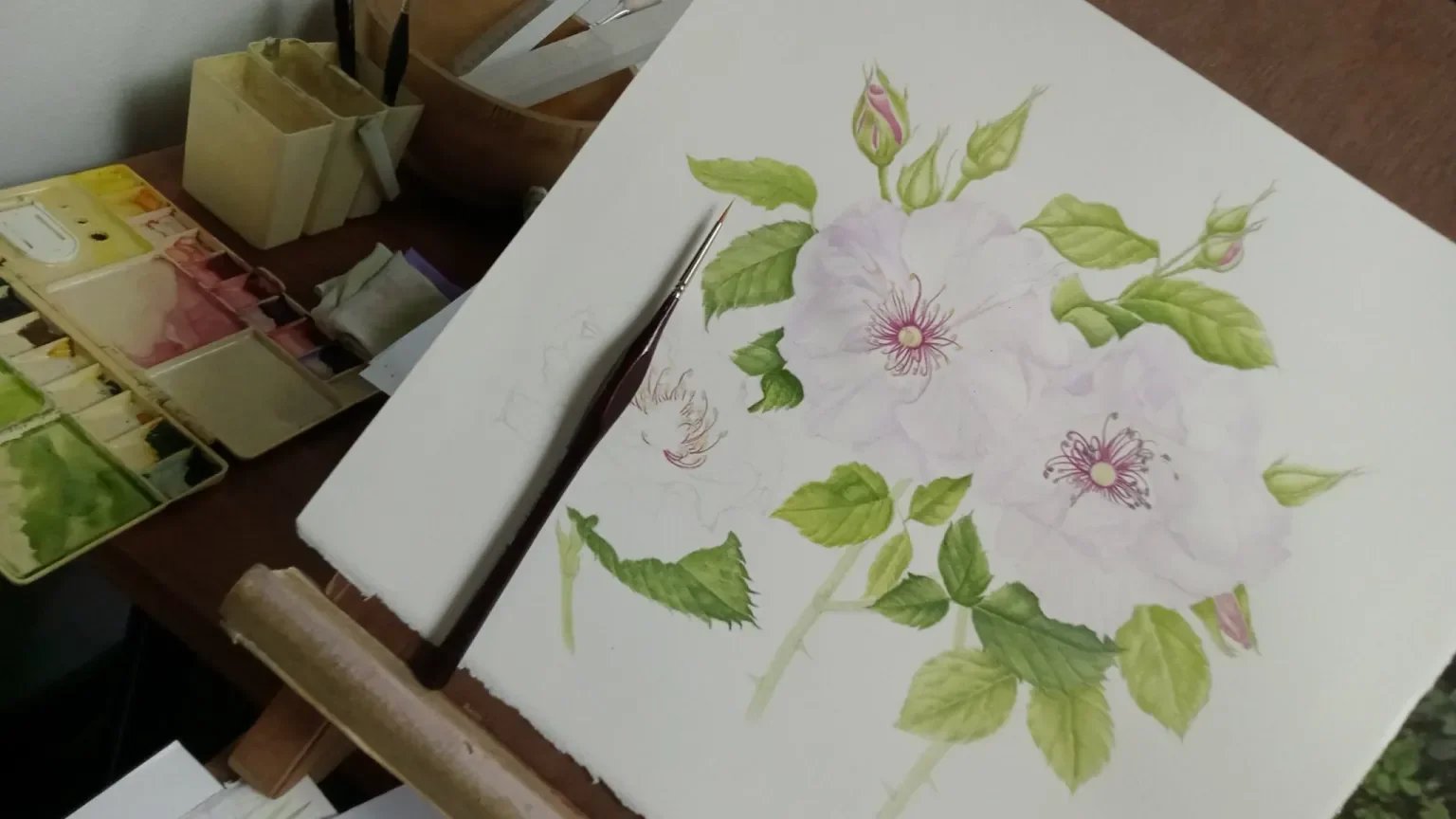 sujittra-praset-botanical-drawing-01-edited.jpg.webp