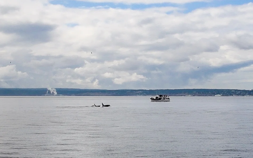 Whale watching with Prince of Whales, near the San Juan Islands. Departing from Vancouver, BC.