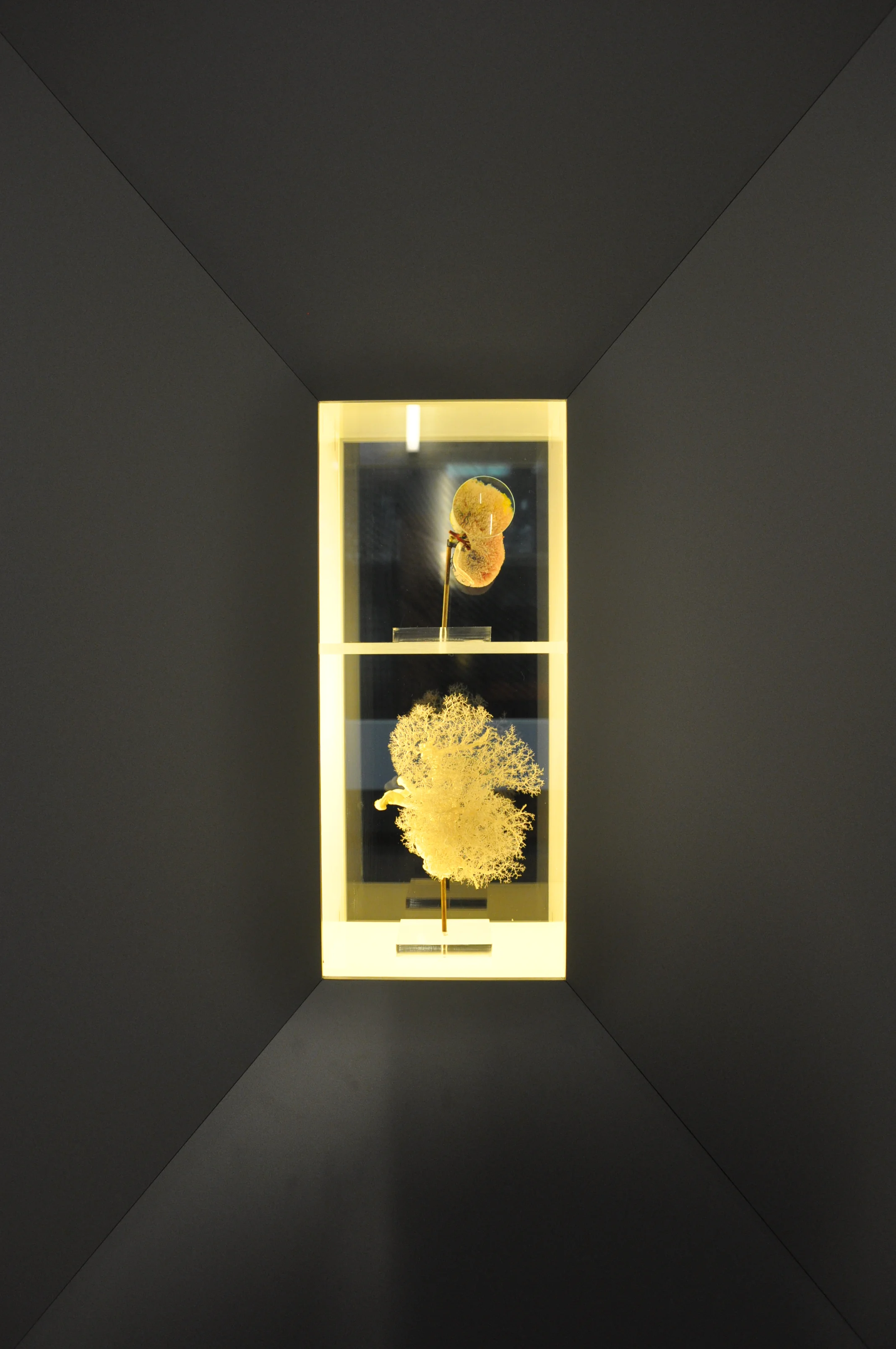 Voorgalerij AM (29).JPG