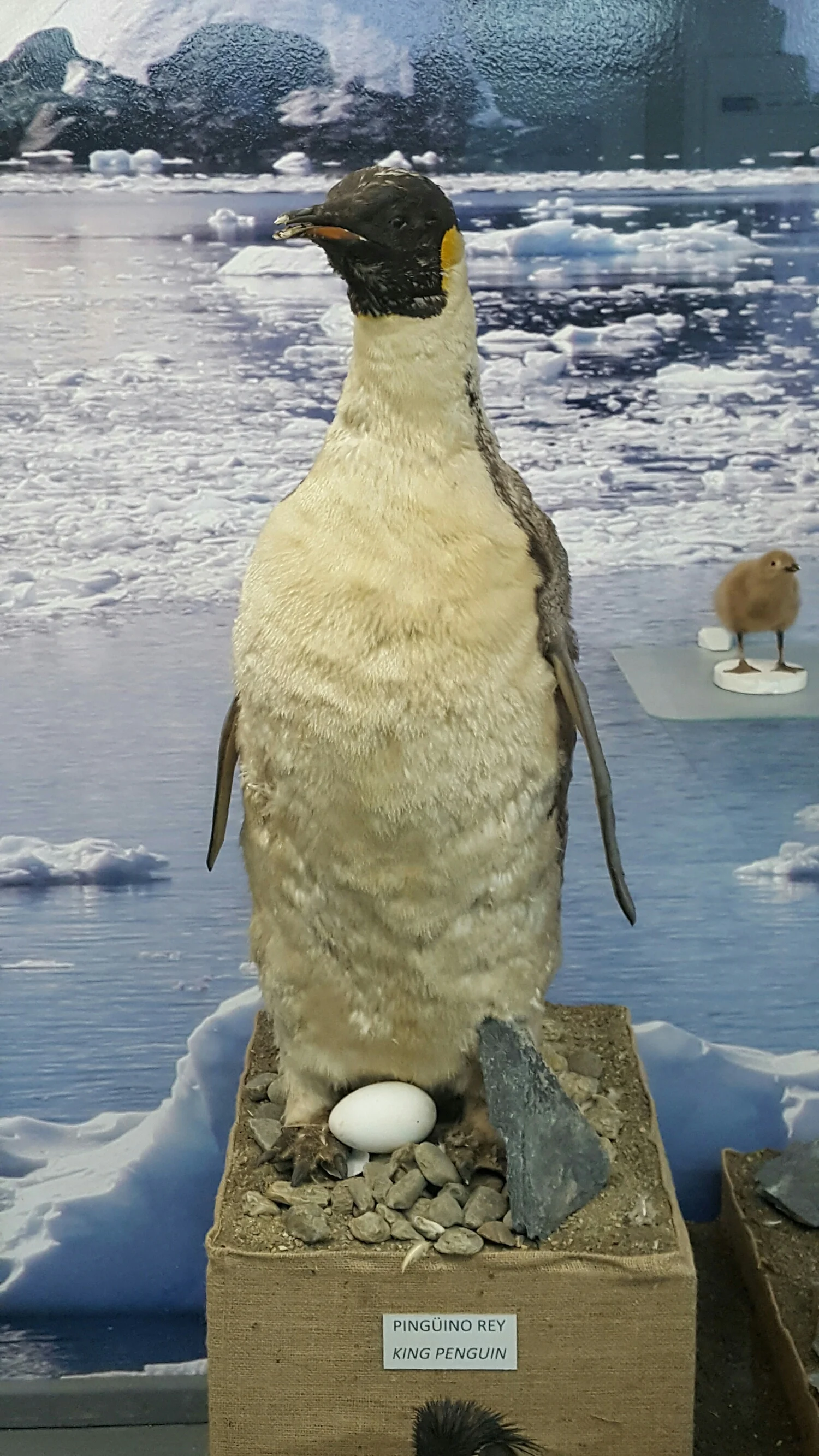 Patriotism, penal colonies and penguins at the Ushuaia museum