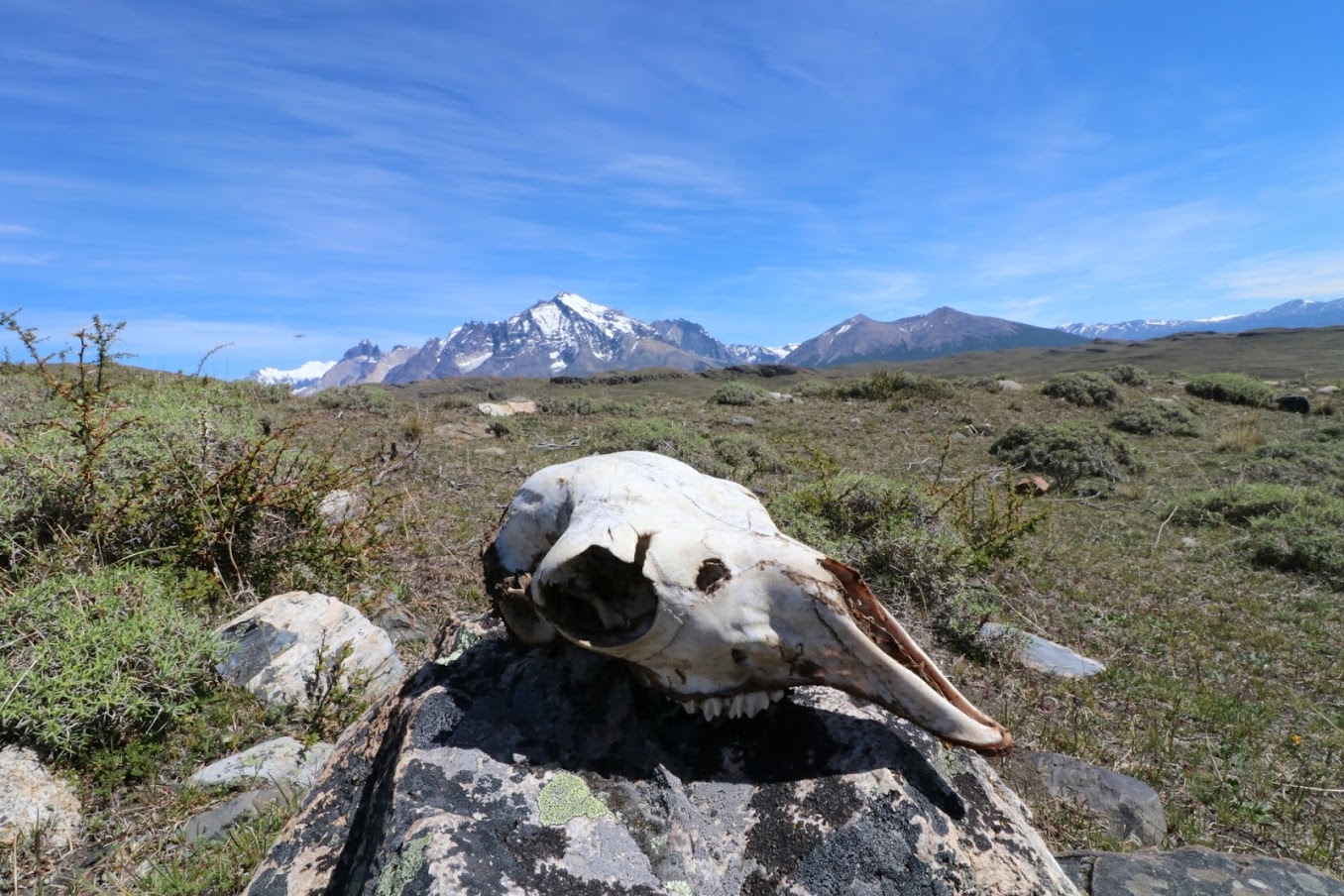 Alas, poor guanaco