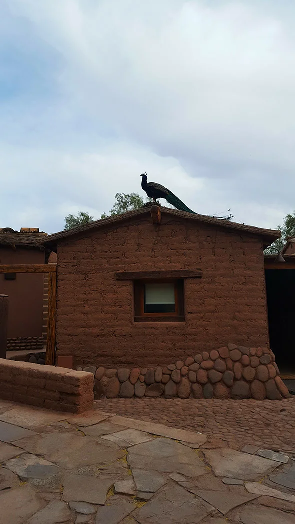 Our hotel, complete with unconventional alarm bird