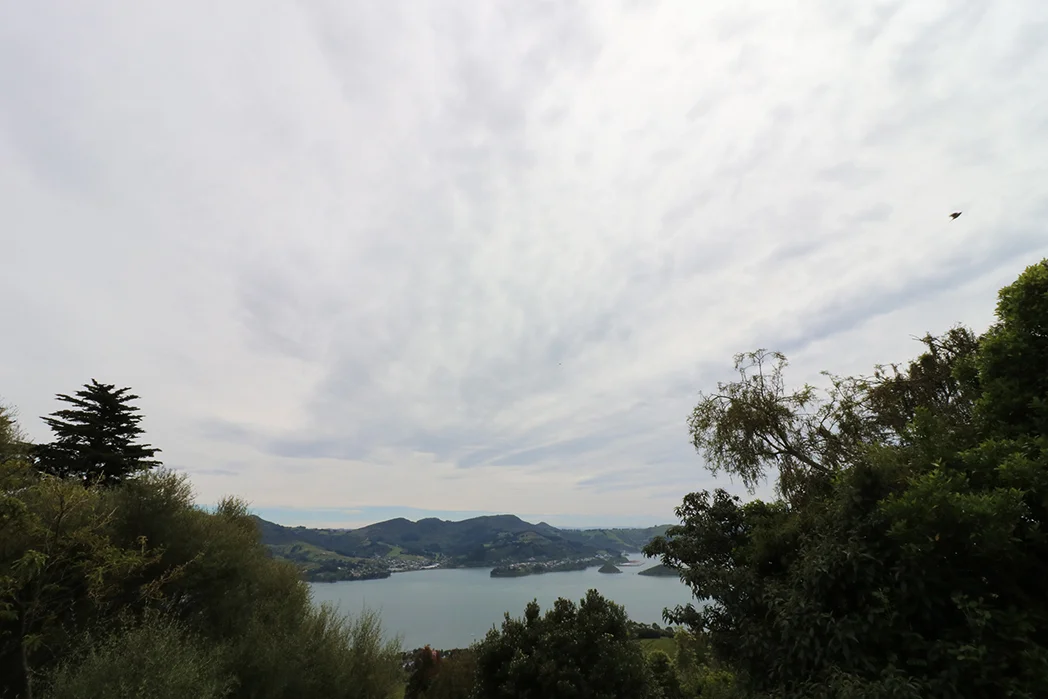 Otago Bay