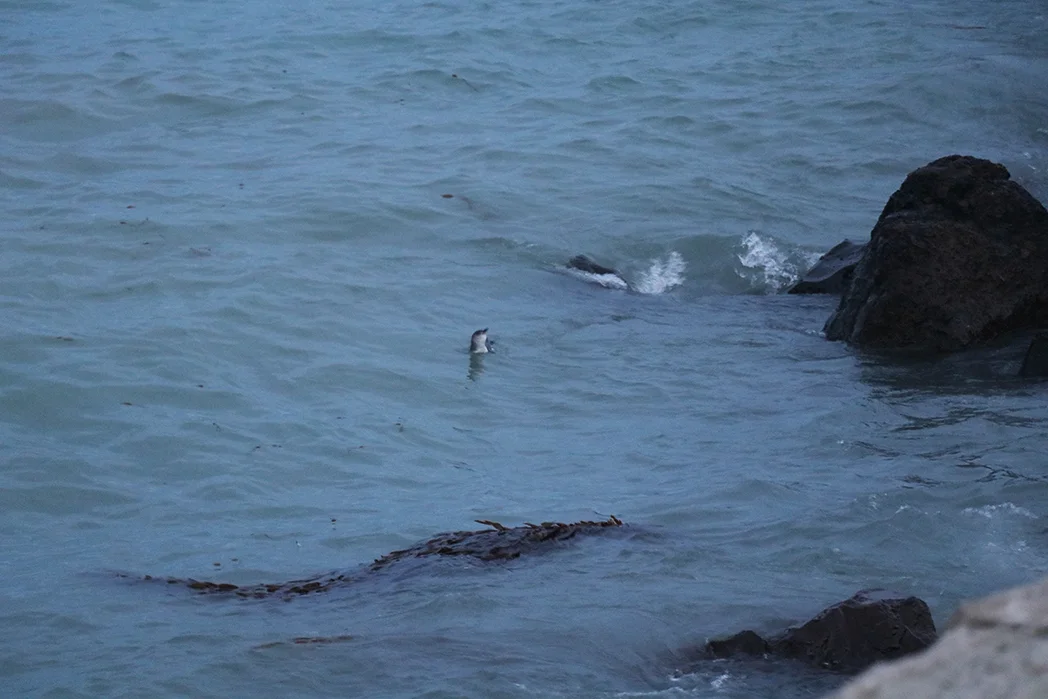 Blue Penguin