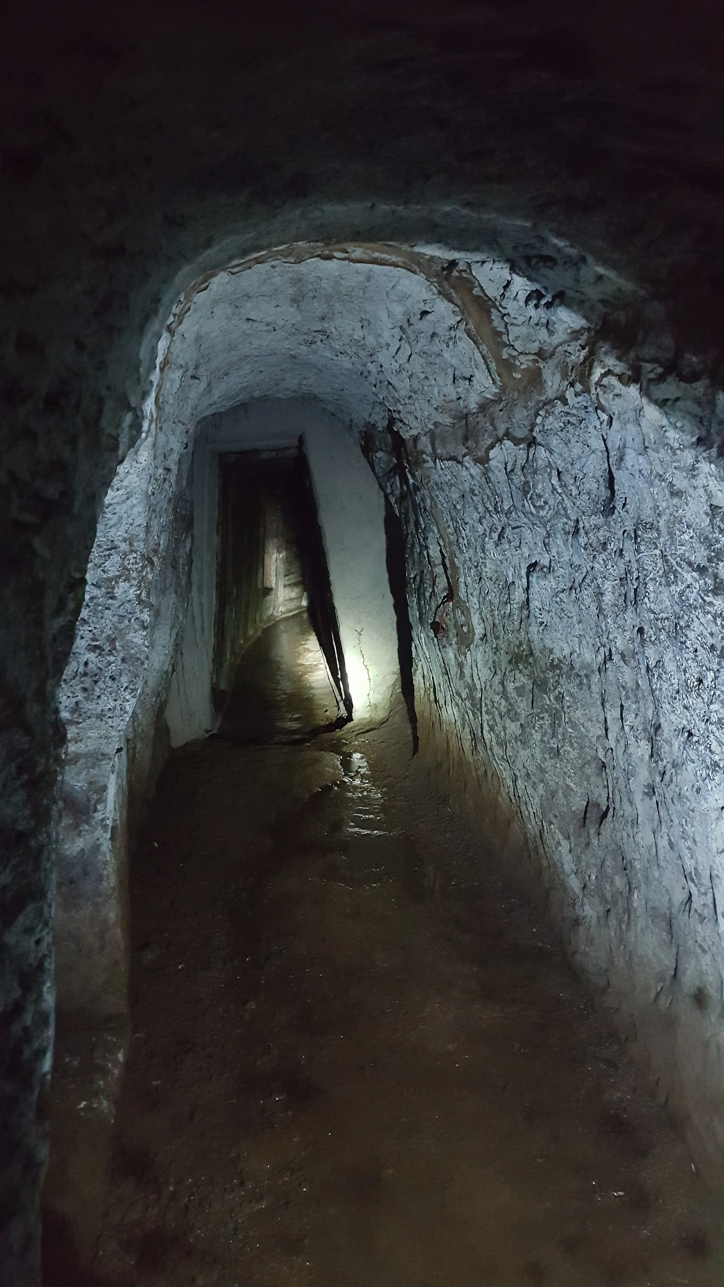 17 babies were born and raised in these tunnels