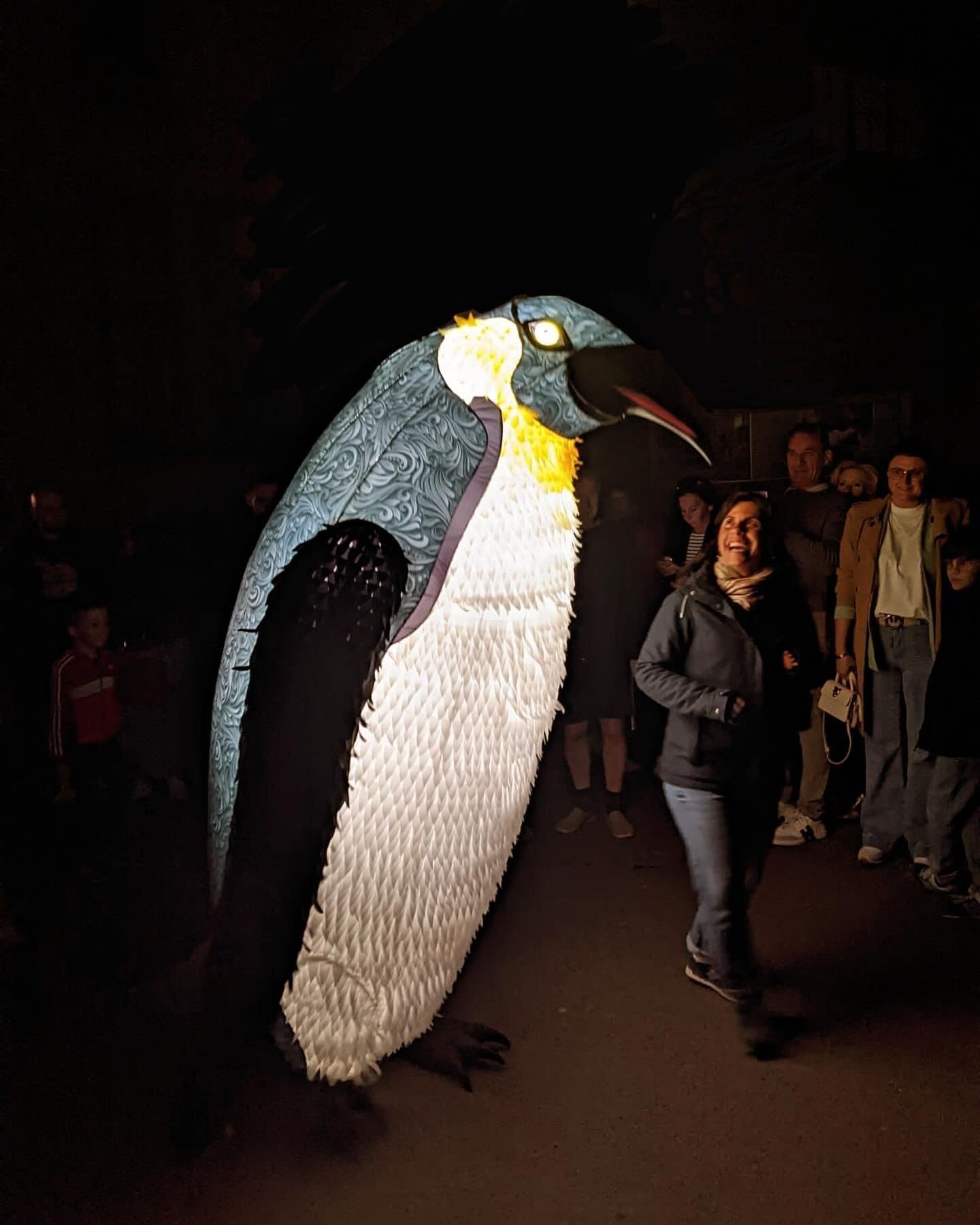 One more day to go for us in #ypres #degevleugeldestad #cityofwings 

#giantpenguin #penguin #penguinpuppet #walkaboutact #walkaboutshow #illuminated #lightfestival #emperorpenguin #blizzard #outdoorperformance #winterfestival #christmaslights #infla