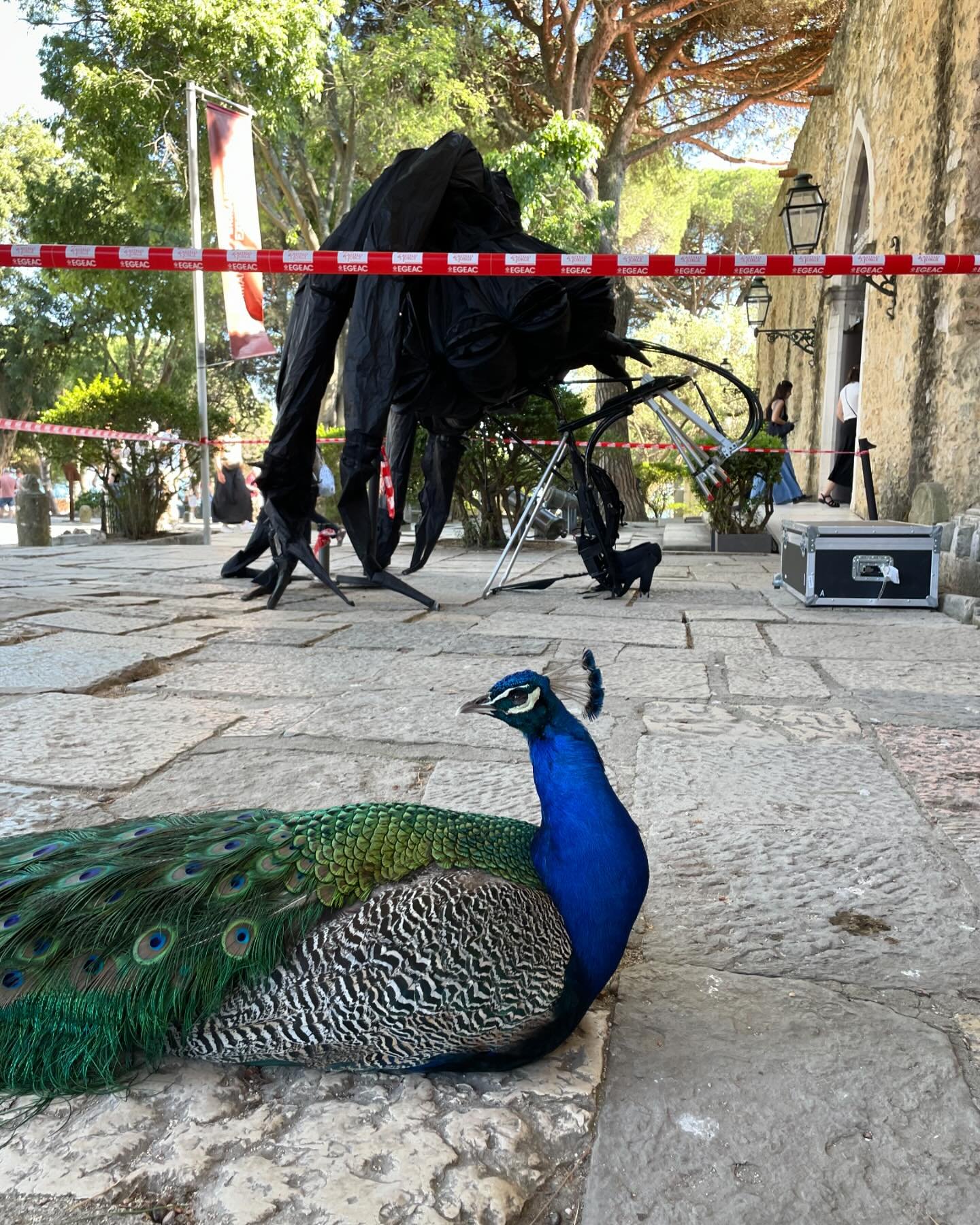 Setting up with the peacocks today at Castelo S. Jorge for #fimfa in #lisbon