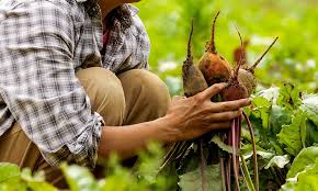 beet farmer.jpg