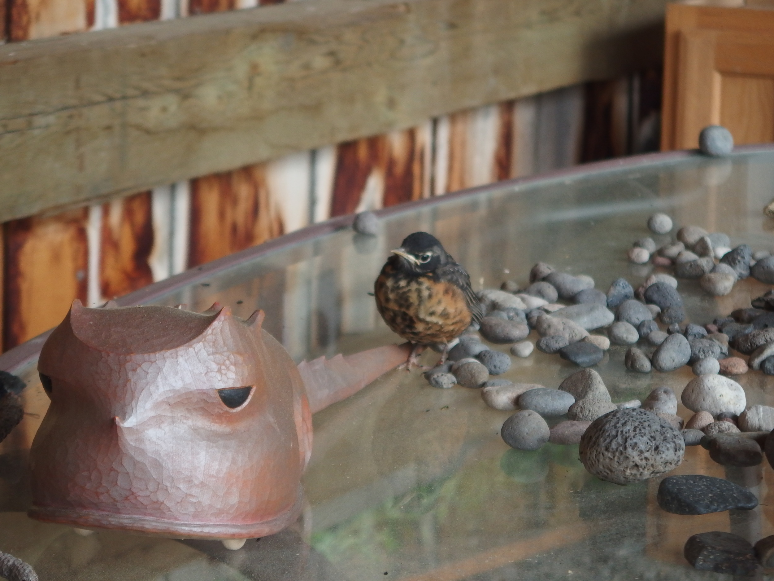Young robin fresh from the nest.