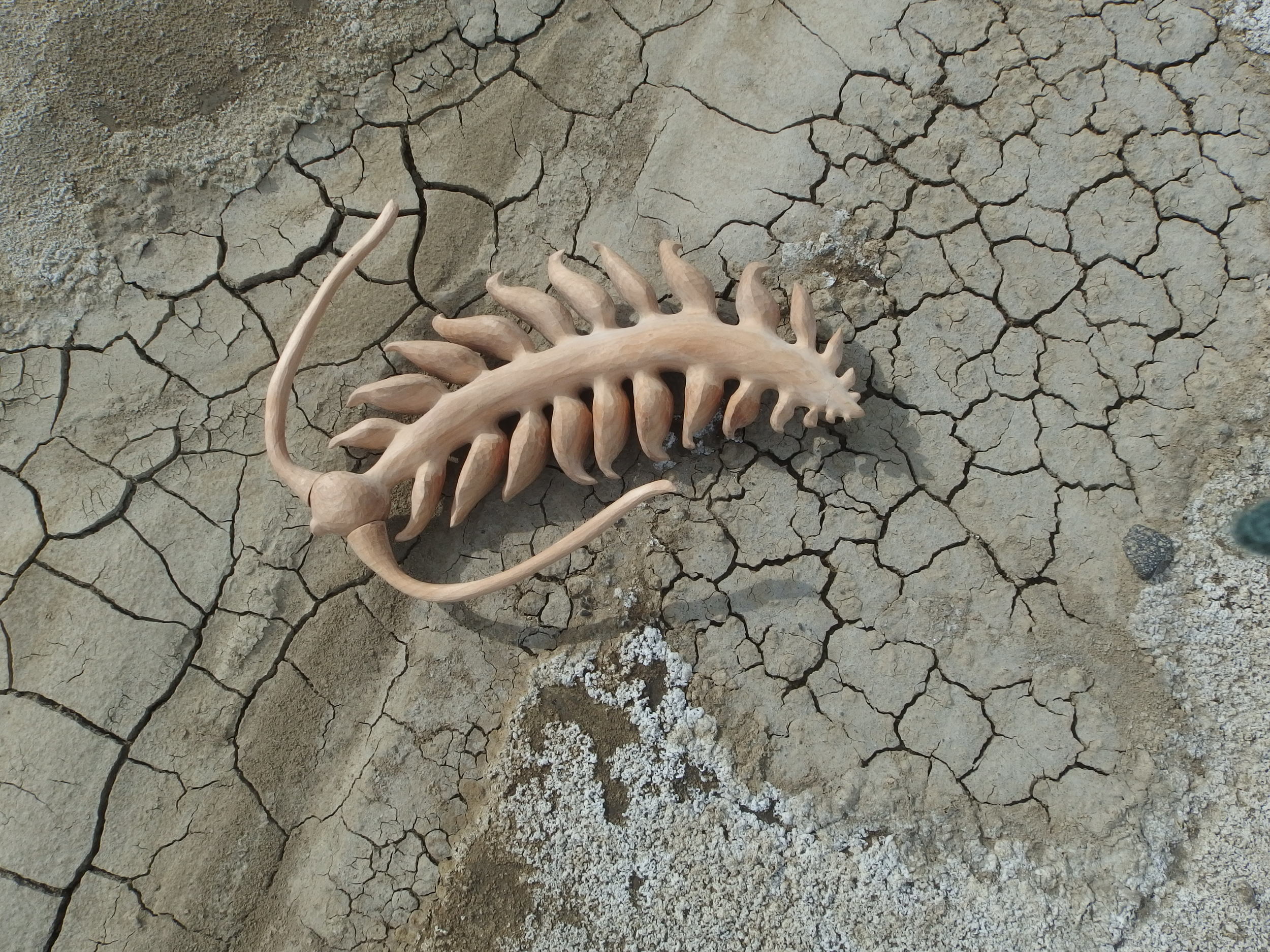 Segmented planktonic worm, Tomopteris at play on the Summer Lake beach.
