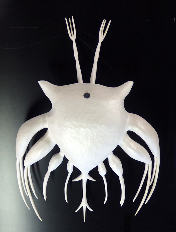  Barnacle nauplius - After brooding in the female, thousands of these are released into the ocean. After several molts they will settle and cement themselves to the rocks and remain for years.