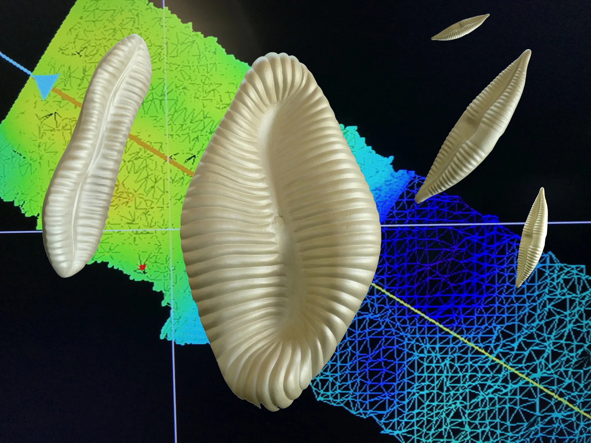 Cascadia Spiralis - my carved diatoms spinning across the ocean floor while producing bushels of oxygen!