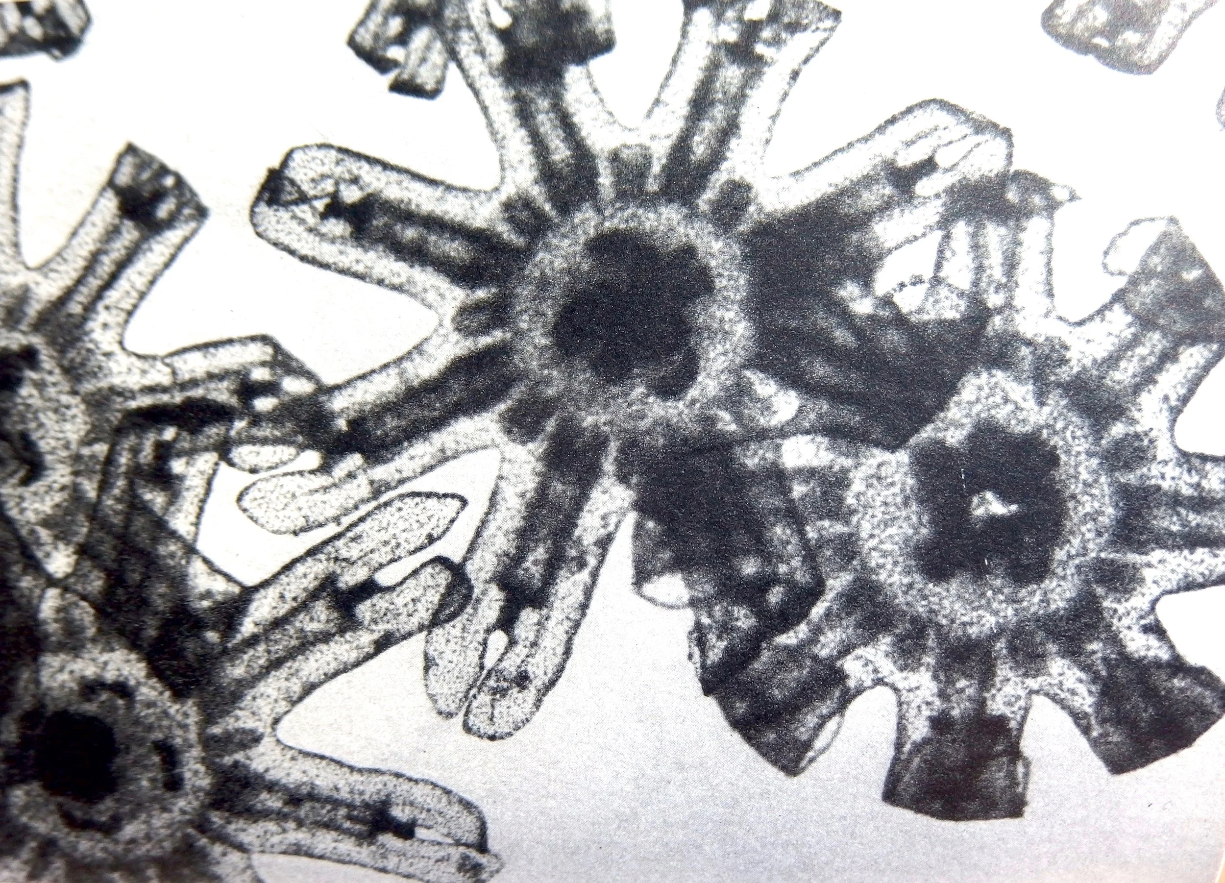 Ephyrae - larval jellyfish