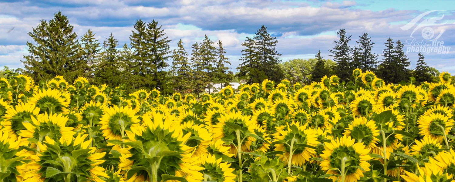 Shy Sunflowers