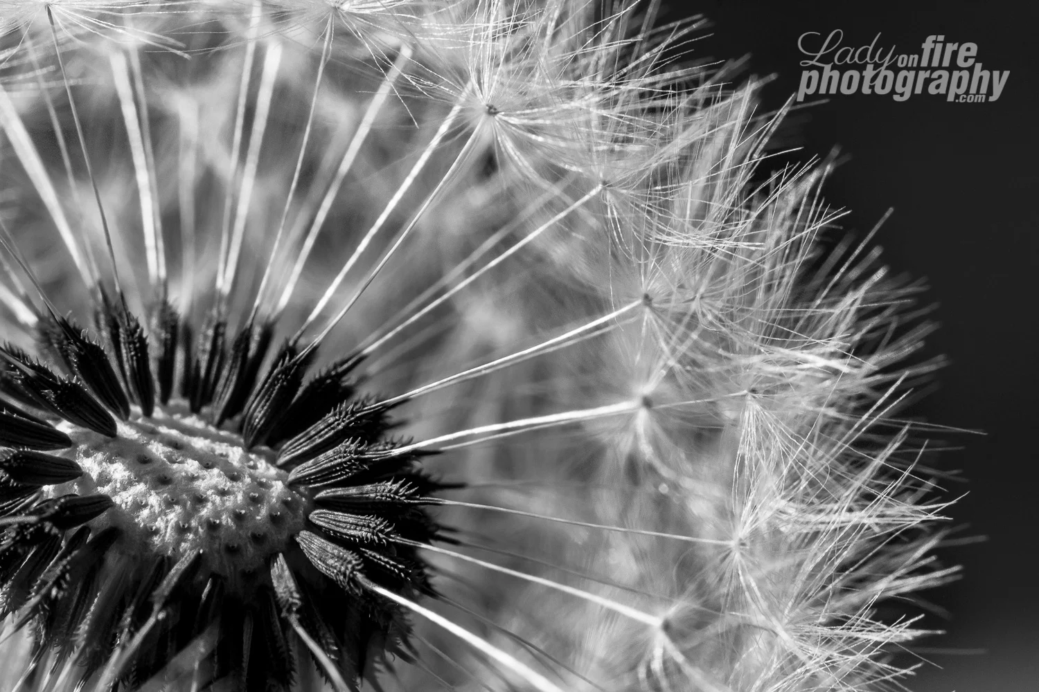 Make a Wish