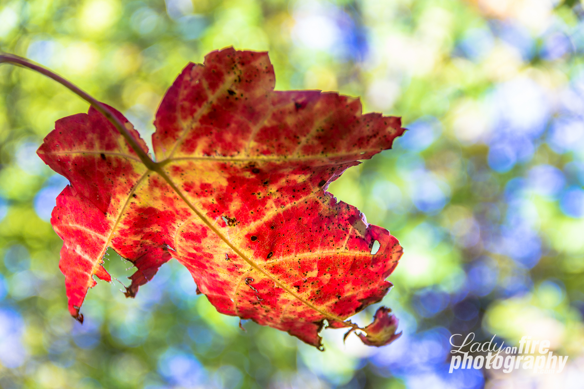 IMG_5911.jpg