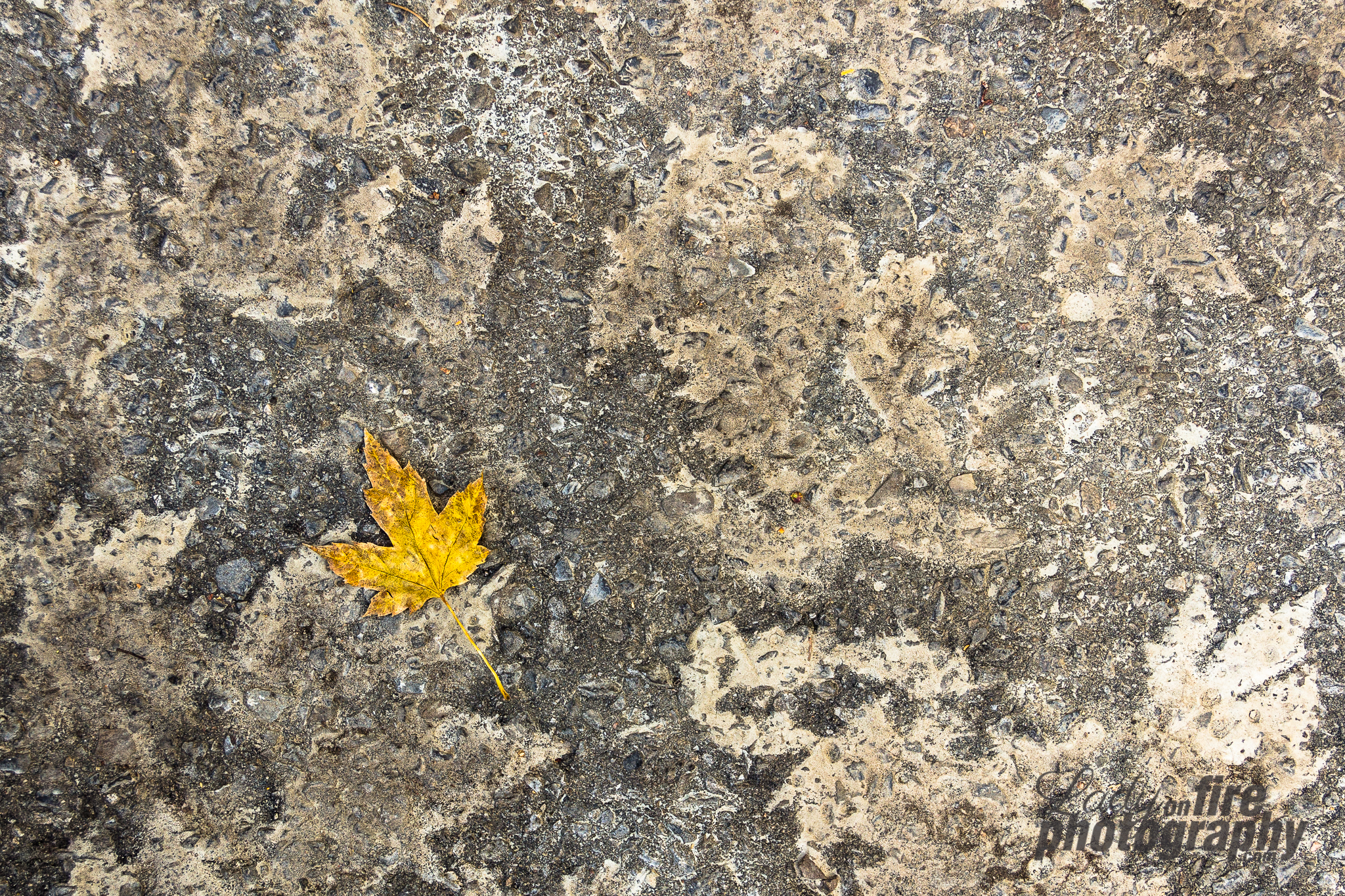 IMG_6470-2.jpg