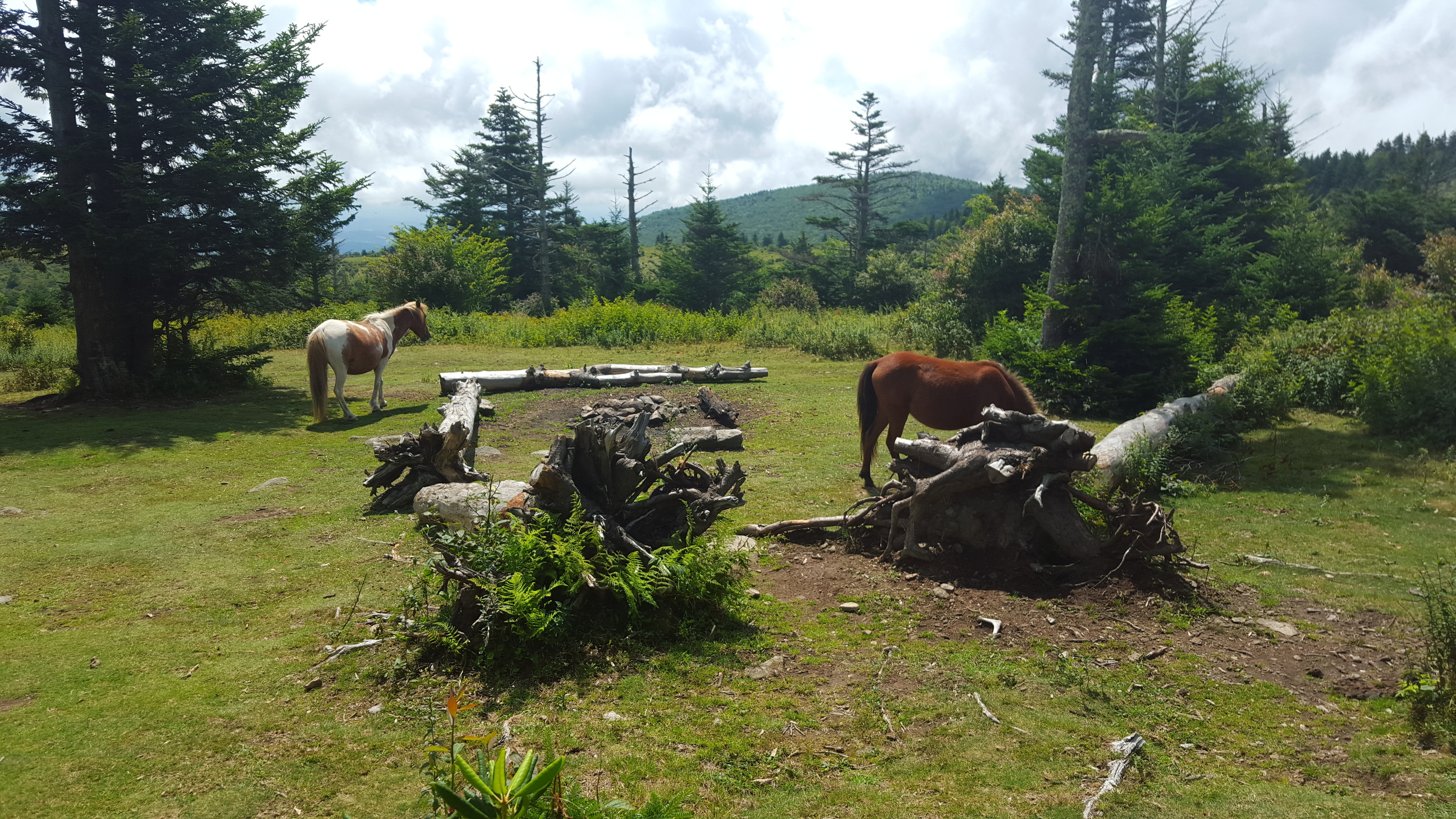 Ponies roam free in Grayson Highlands State Park