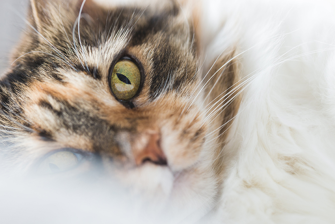 cats-face-closeup_4460x4460small.jpg