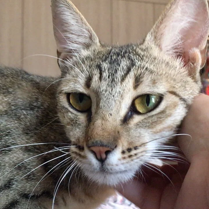 The Dubai Cat Sitting Company