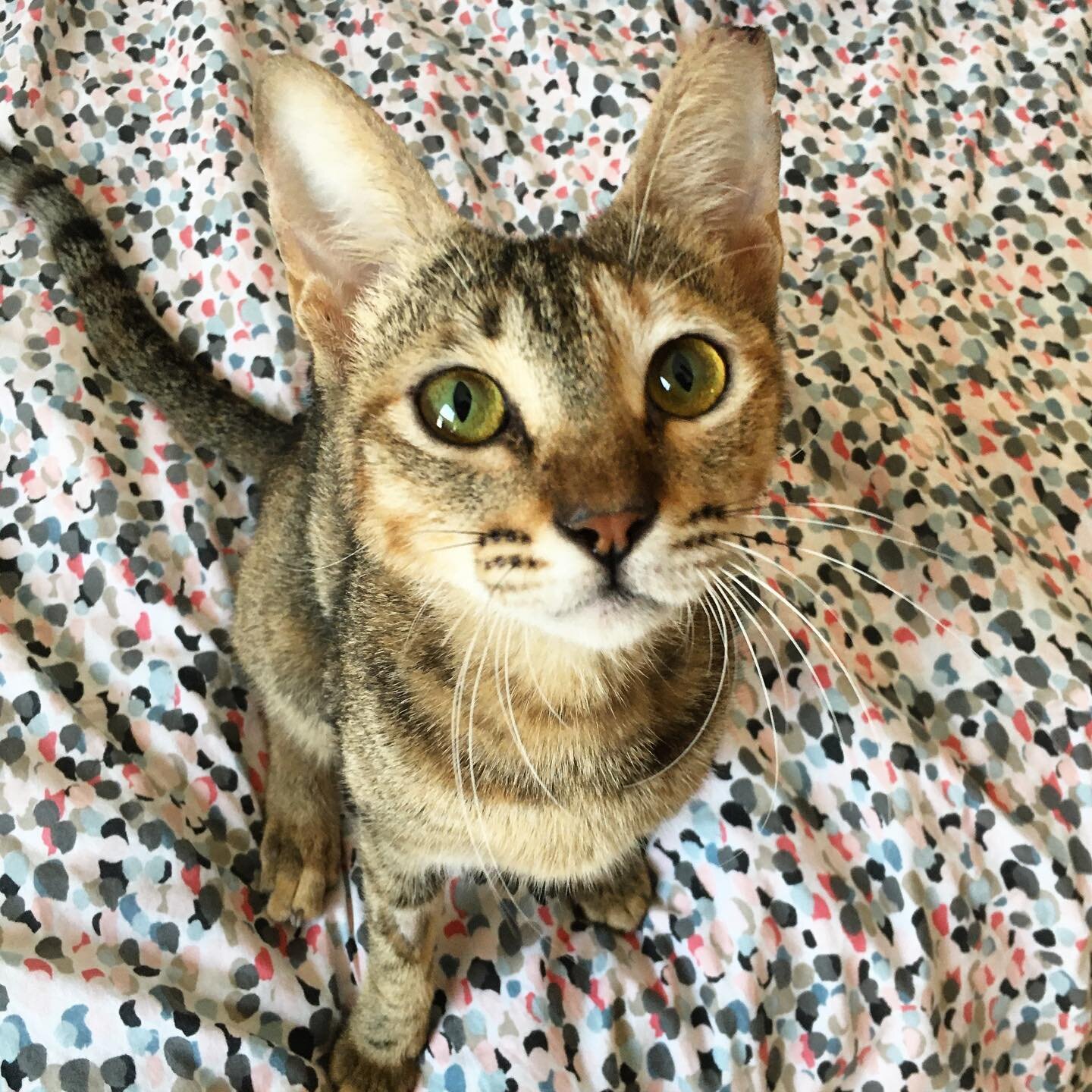 ADOPTION or FOSTERER NEEDED!
Name: Thelma
Age: Approx 1 year 
Breed: Tabby Mau/Bengal spotty tummy
Spayed, FIV/FELV negative.
Likes: Cuddles, tuna, and giving little love nibbles.
Dislikes: An empty food bowl😅
Overseas adoption will be considered. P