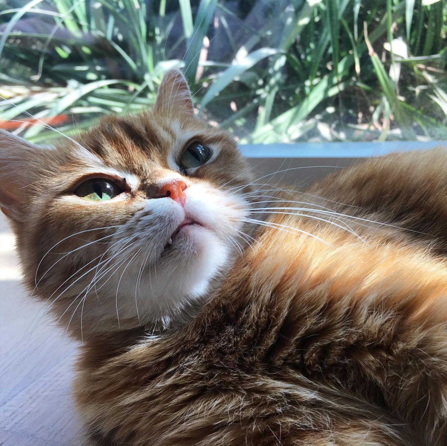 Potey puss posing next her jungle #poser #gingercat #gingercatsofinstagram #dubaicats #catsindubai #catsofinstagram #cats_of_instagram #catstagram #catlover #catlife