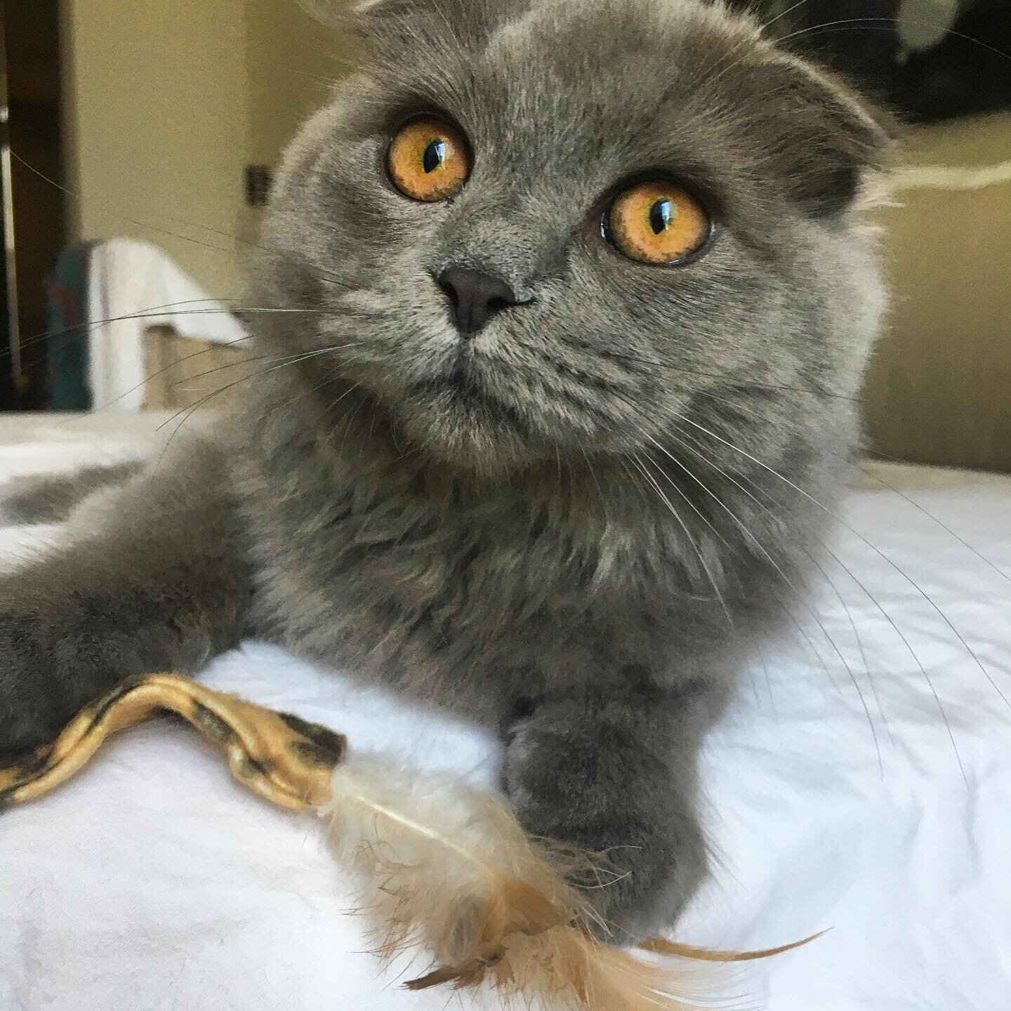 Orlando... this little prince took 5 days to come out from under the bed... but we got there in the end 🏆 💙 #shycat #scottishfold #bluecats #bluecatsofinstagram #dubaicat #dubaicats