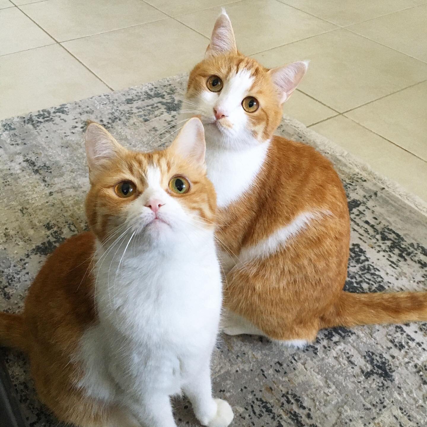 Cati and Mausi looking like butter wouldn&rsquo;t melt&hellip; (emptied plant pot out of shot) #gingercat #rescueismyfavoritebreed #rescuecats #siblings #gingerandwhitecat #catsofinstagram #dubaicats #catsindubai