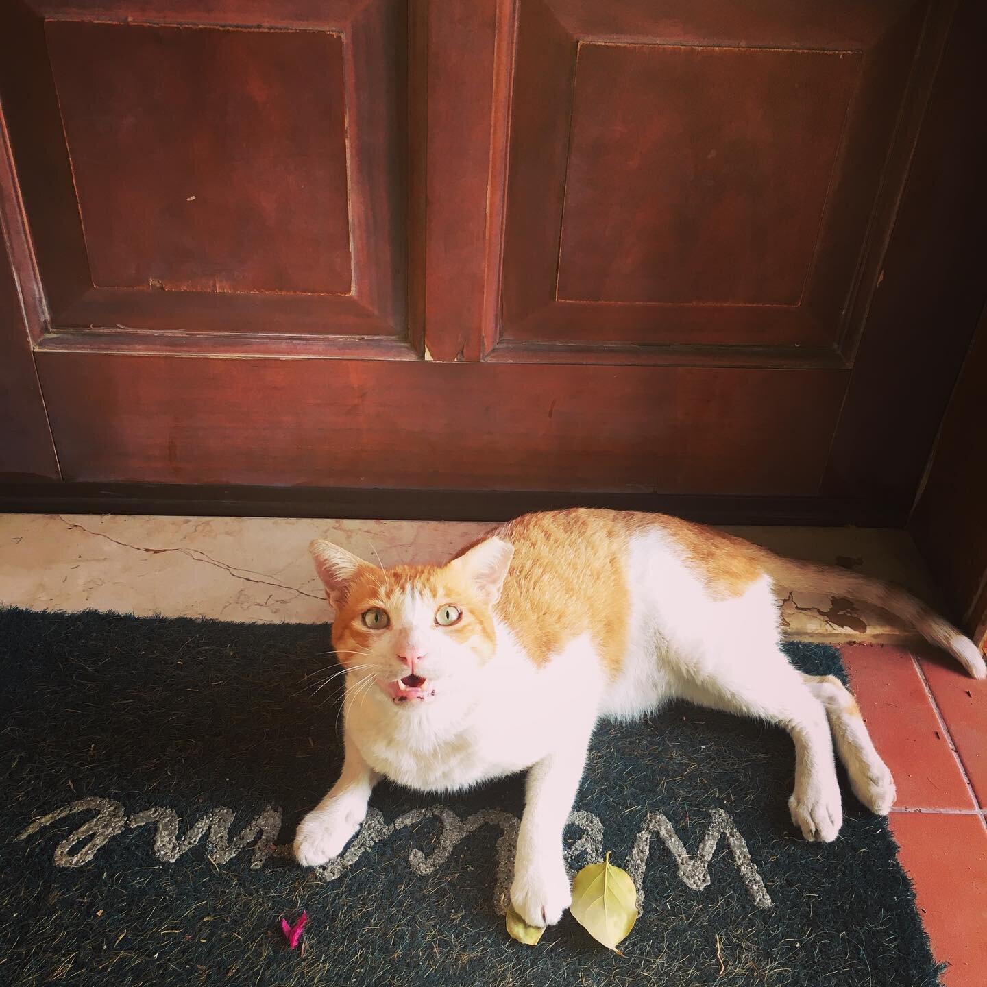 Our favourite kind of Welcome 🐈 #gingercat #gingercatsofinstagram #welcome #hellokitty