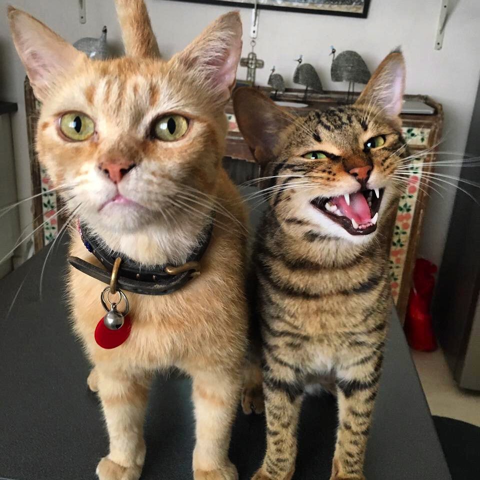Best friends Micky and Marianne #dubaicats #catsdubai #rescuecatsofinstagram #rescuecat #rescueismyfavoritebreed #gingercat #tabbycat