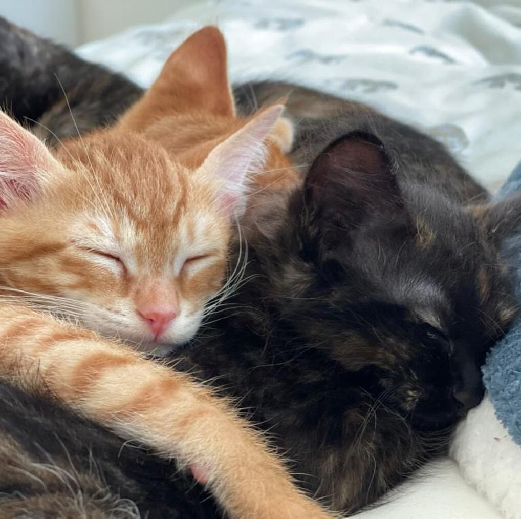 Ginger boys Leo and Joey, along with tortie girlies Luna and Phoebe are looking for foster or furever homes. If you can help please DM us or message @ittybittykittytails #rescuekittens #adoptdontshop #adopt #cutekittens #gingerkittens #tortie