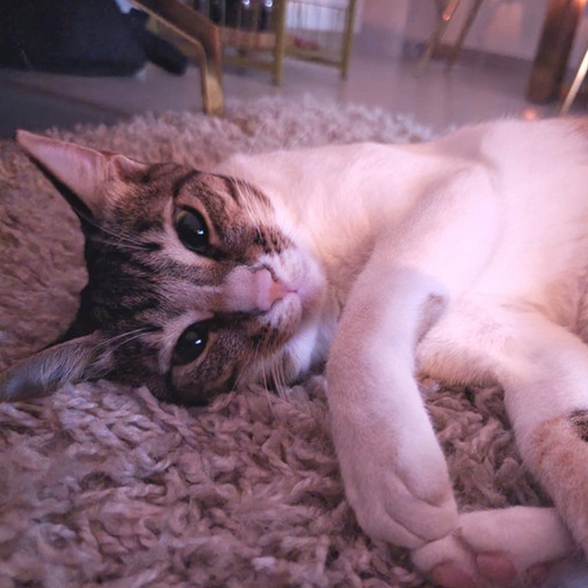 KIKI.jpg